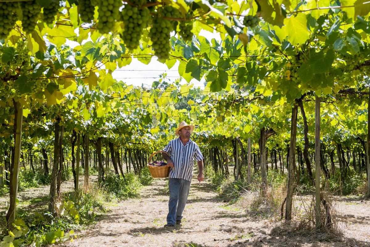 Imagem de um condomínio de luxo na Serra Gaúcha com casas elegantes cercadas por montanhas cobertas de vegetação exuberante, destacando a experiência exclusiva de viver condomínio luxo Serra Gaúcha.
